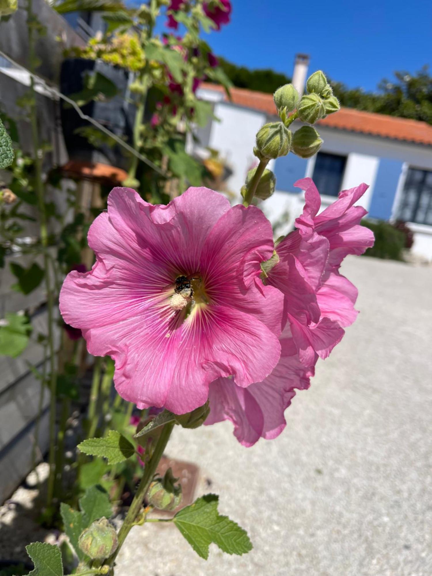 Clos Des Aigrettes -6 Gites De Charme Et Confort A 30M Du Port De La Cotinière Eksteriør bilde